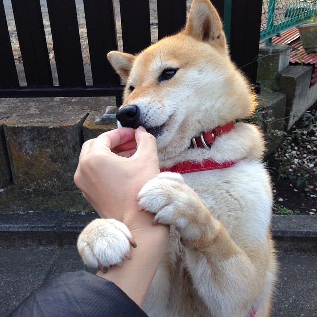 巴雷拉一锤定音，伊拉克强势逆转芬兰展露黑马潜质